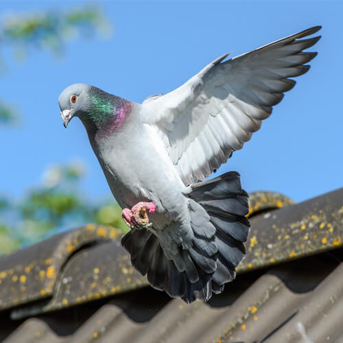 Tauben Bekämpfung - Die Schädlingsbekämpfung hilft Ihnen